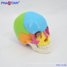 Modèle de crâne humain coloré PNT-0159, taille de la vie de 22 pièces